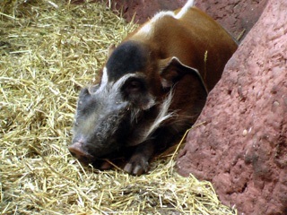 Štětkoun africký (Potamochoerus porcus)