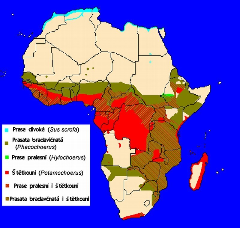 Mapa rozšíření prasat v Africe