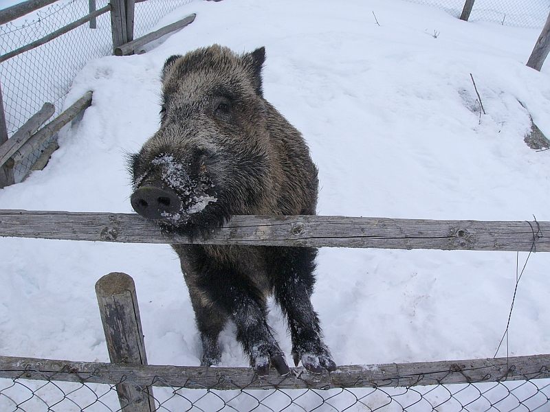 Prase divoké (Sus scrofa), Šumava