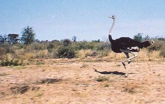 Pštros dvouprstý (Botswana)