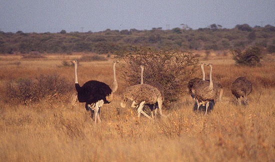 Pštros dvouprstý (Botswana)