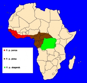 Štětkoun africký (Potamochoerus porcus) - rozšíření