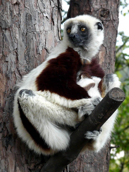 Sifaka malý coquerelův (Propithecus verreauxi coquereli)