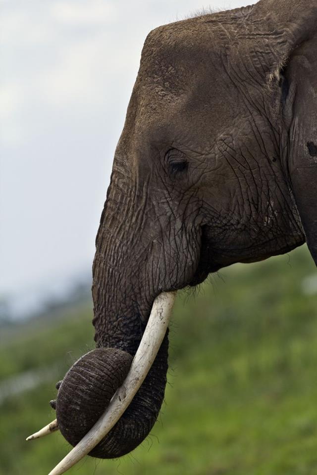 Slon africký - hlava (foto: Jana Hajduchová)