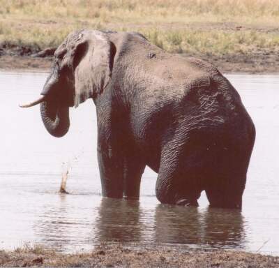 slon africký (Loxodonta africana)