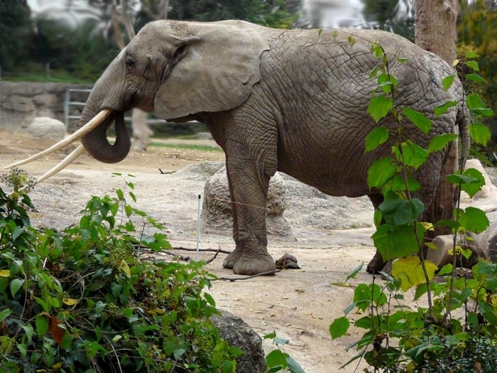 slon pralesní (Loxodonta cycloctis)