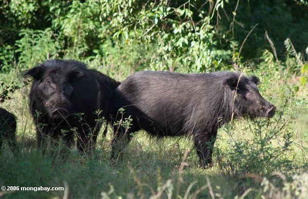 Prase pralesní (Hylochoerus meinertzhageni)