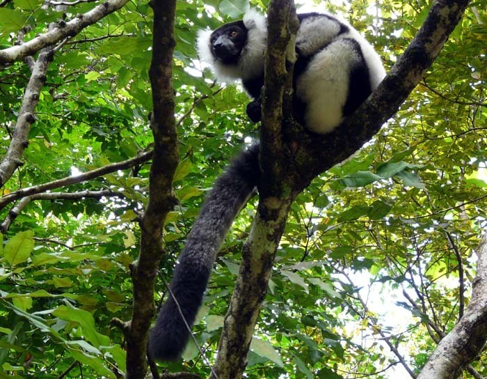 Vari černobílý (Varecia variegata) Tamatave, Madagaskar