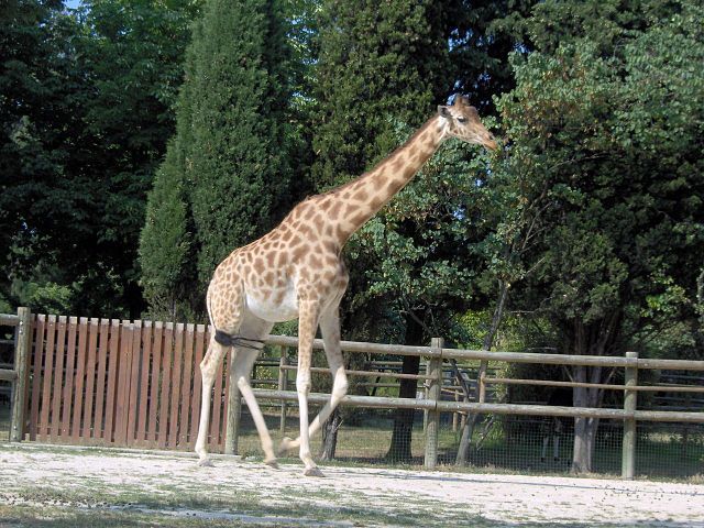 žirafa kordofanská (Giraffa camelopardalis antiquorum); Autor: Mathae