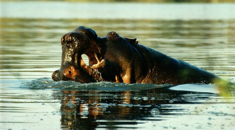 Hroch obojživelný (Hippopotamus amphibius) – Afrikaonline.cz